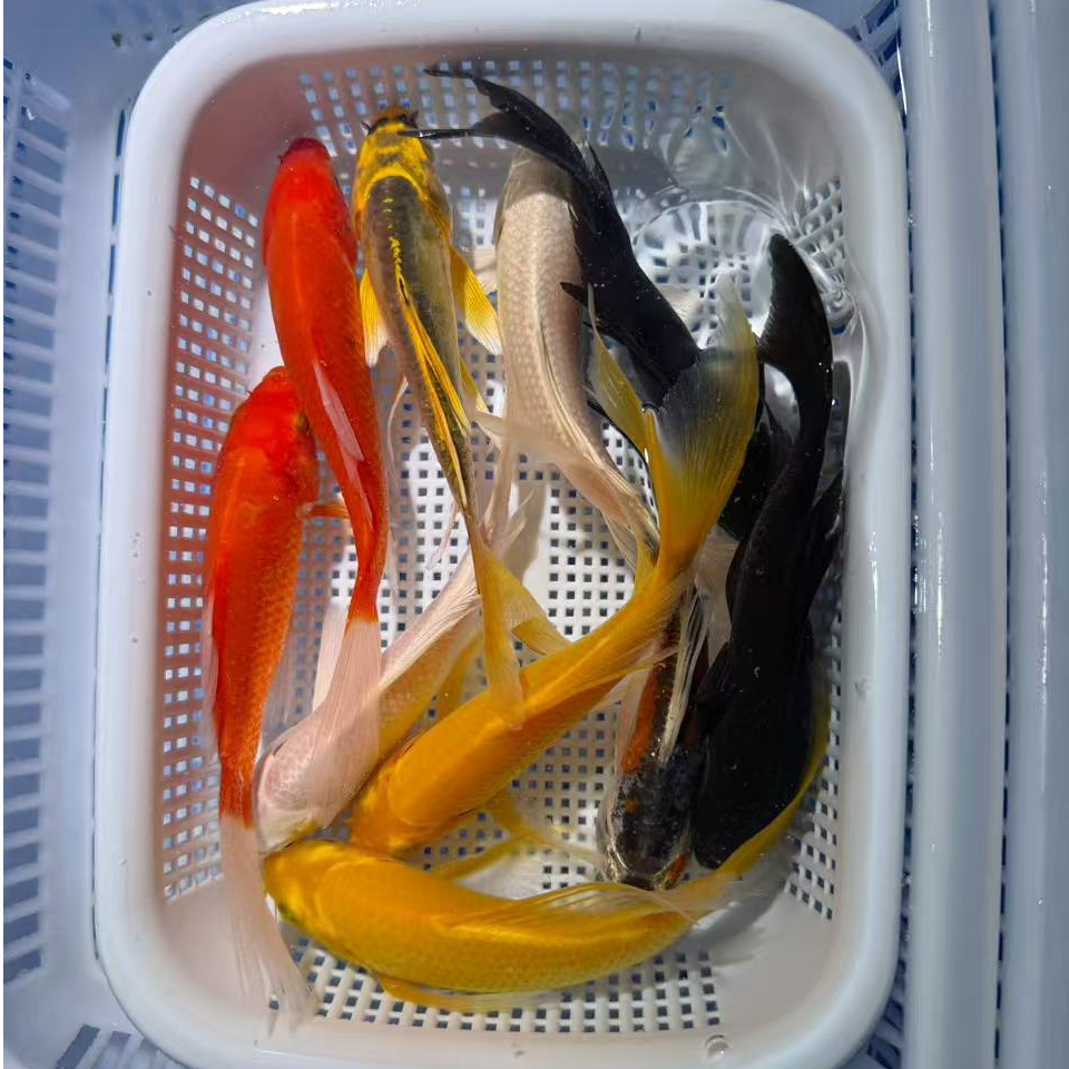 【全家福】10-13公分淡水冷水鱼观赏鱼好养耐活
