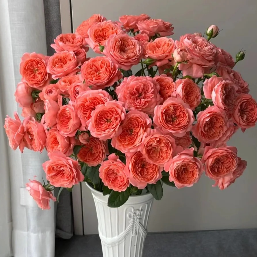 《花如家》杏色果汁  多头玫瑰 三单京东 鲜花需要醒花摘叶