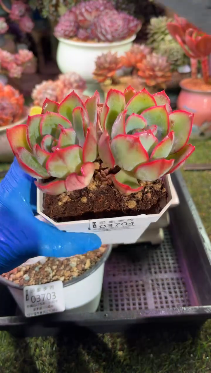 【闪购商品】03704