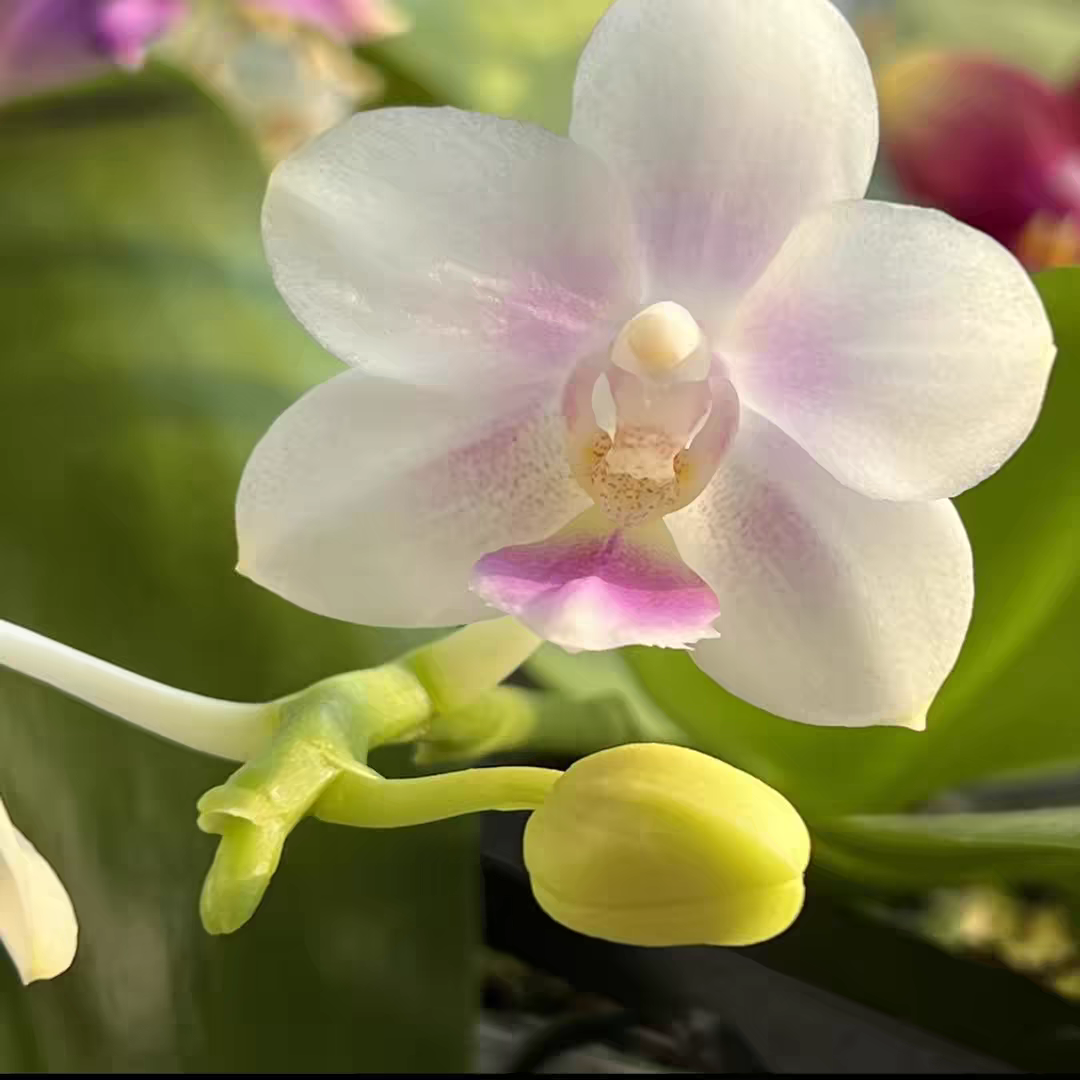 花农杰哥原生种蝴蝶兰 雪花