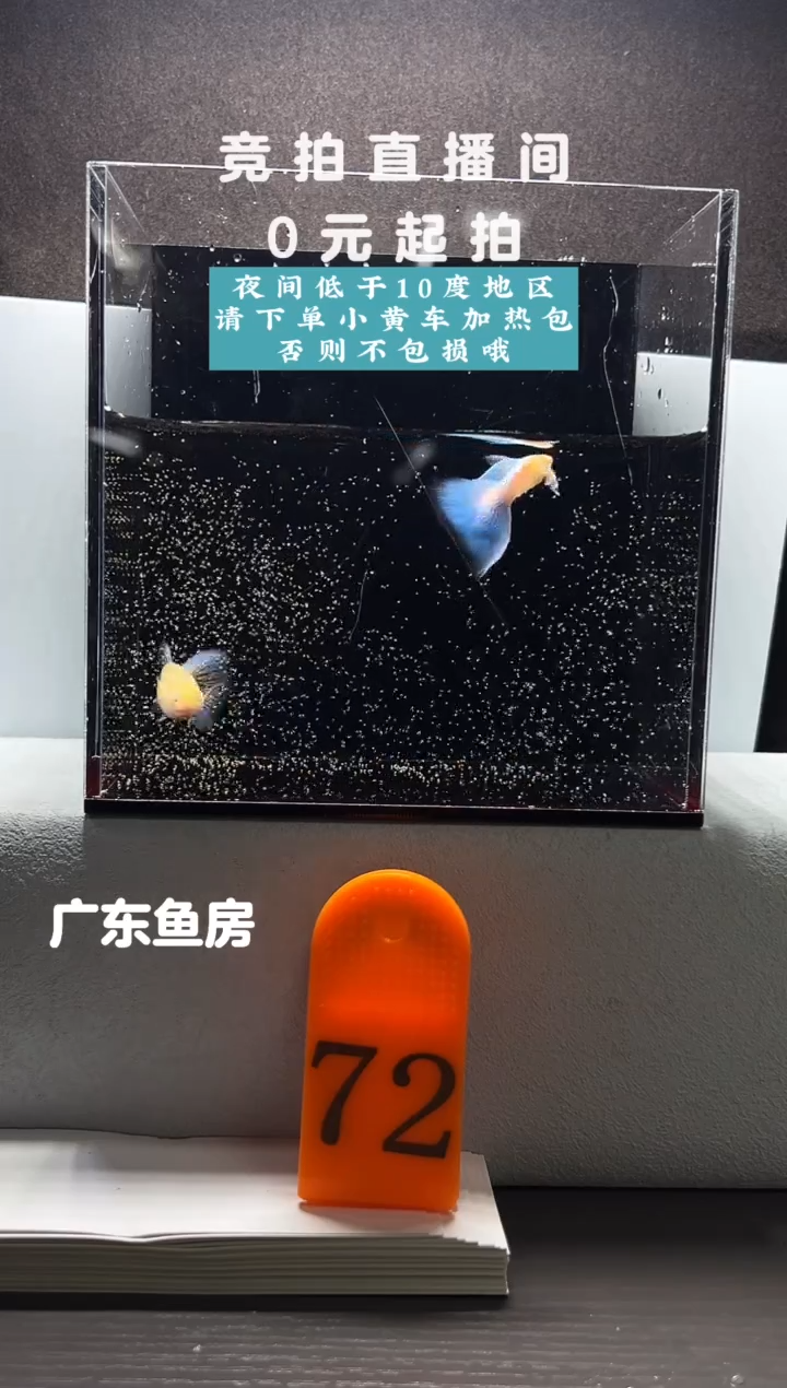 孔雀鱼蓝白飞船一对编号72