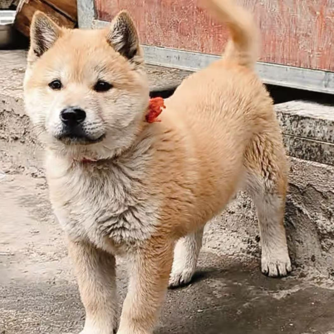 中华田园犬五黑犬黄狗白面看家护院家庭陪伴