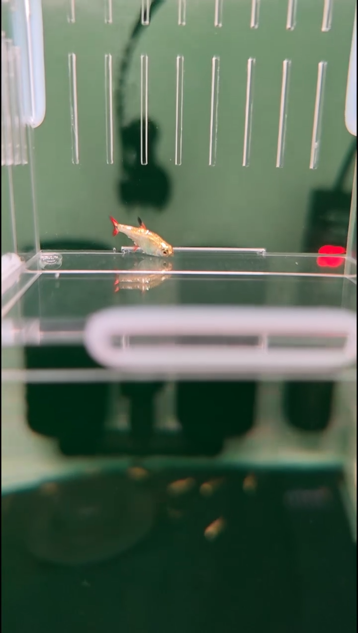 灯科鱼风*风神白金炎尾黑豆
