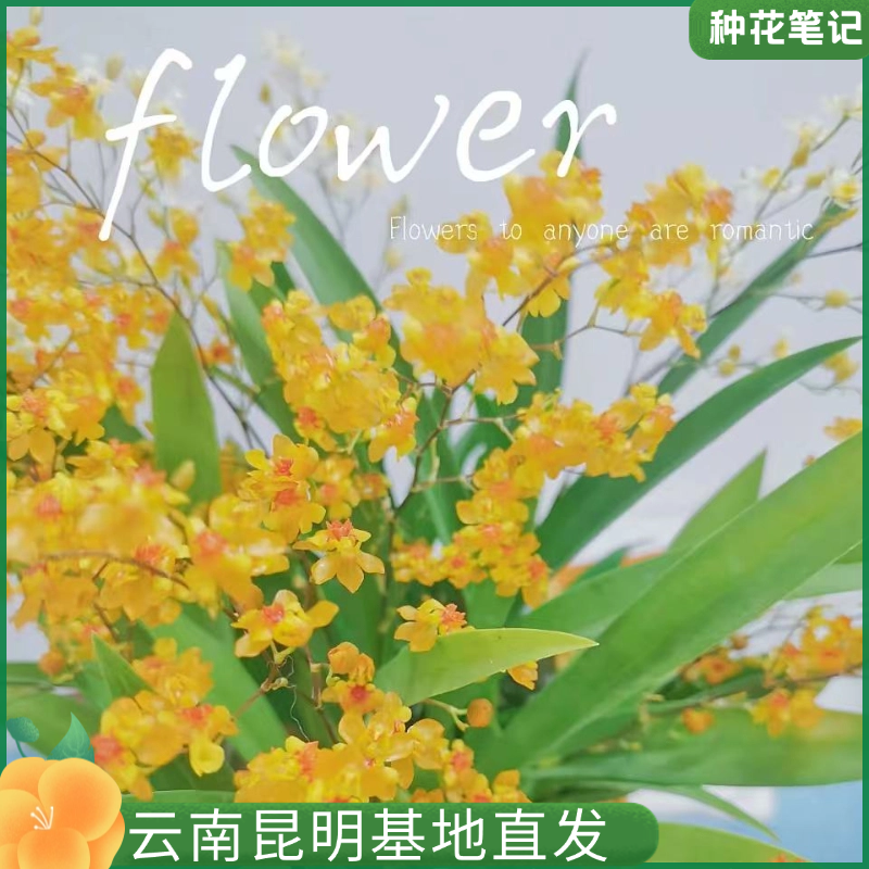 【橙色满天星】文心兰带花苞兰花懒人好养花卉植物室内花盆栽基地