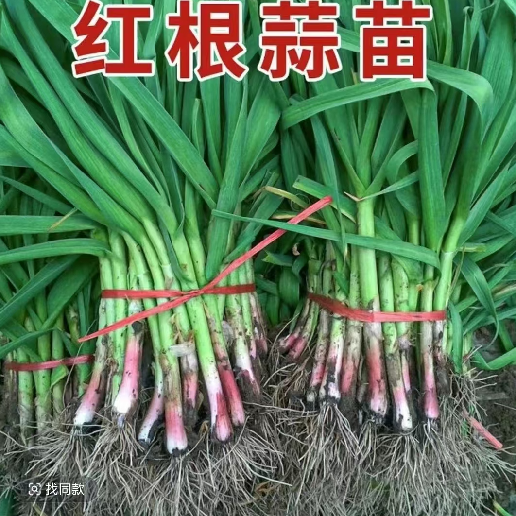 新鲜现扒红根蒜苗蒜香味浓郁应季蔬菜包邮
