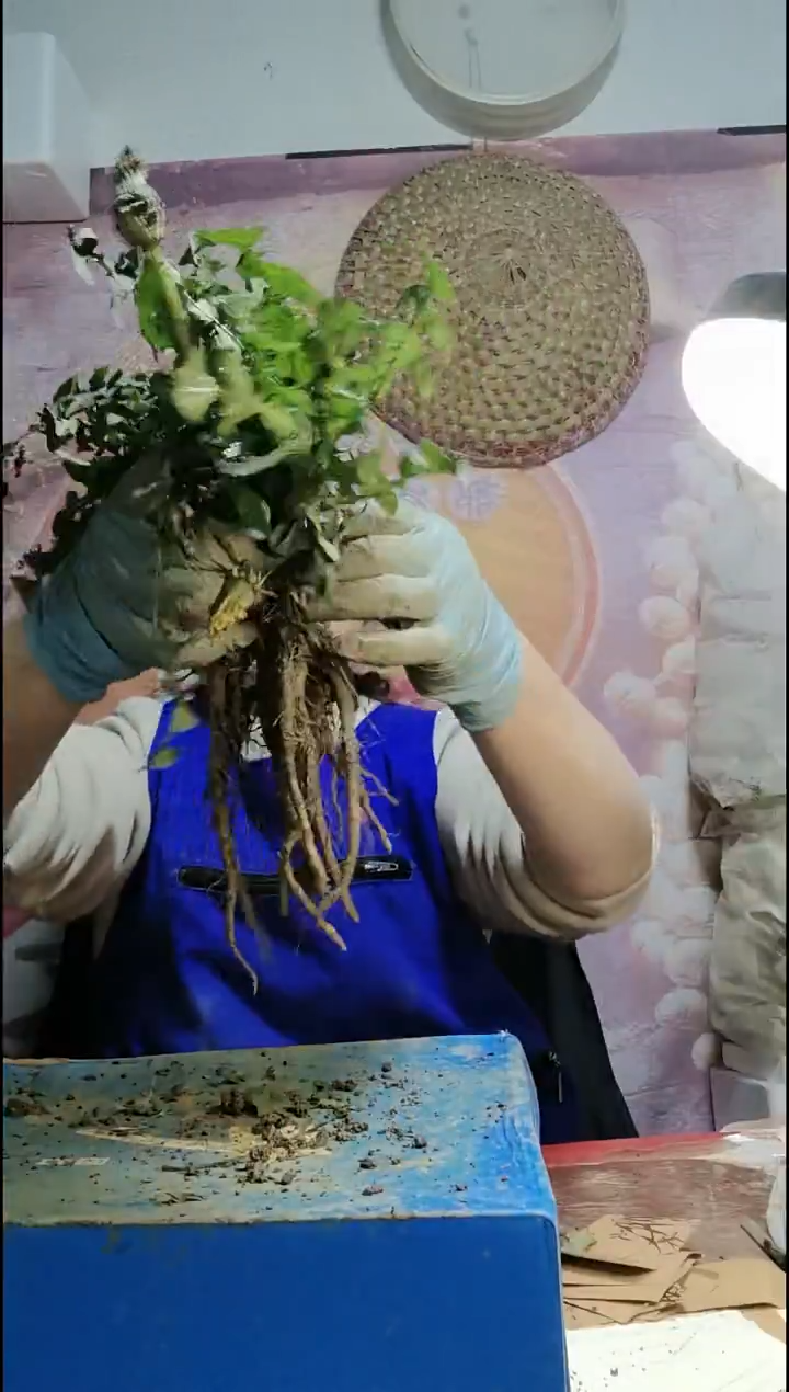 少量花朵（建议范围：2朵-5朵 或40%以下）我***鬼蒲公英