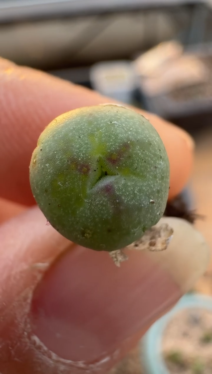 【闪购商品】2.5-287