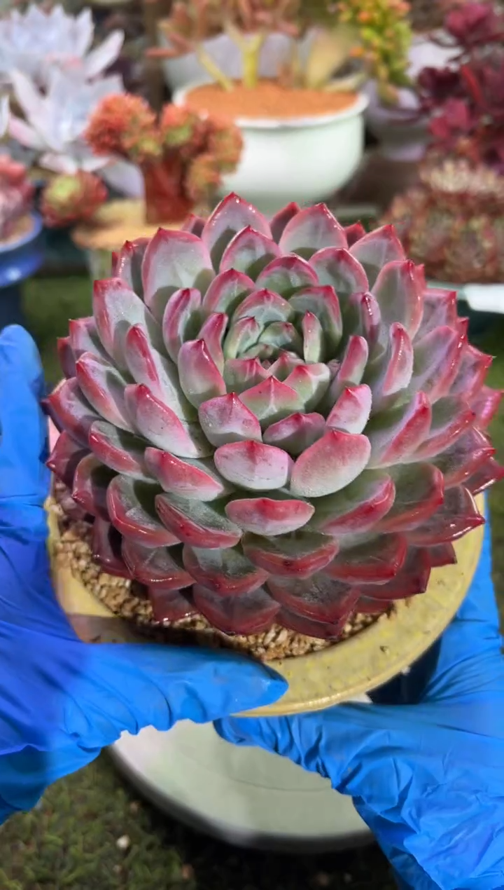 【闪购商品】12849