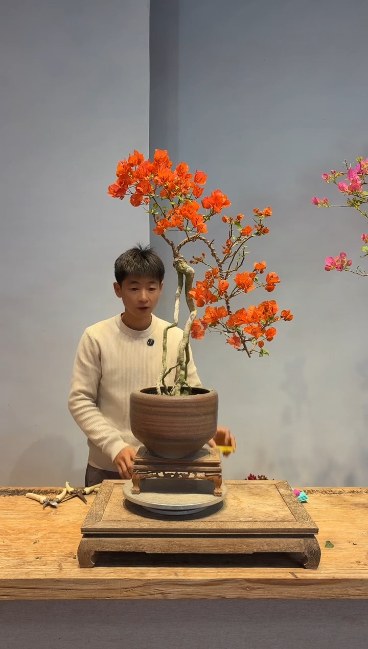 以实际为准三角梅15