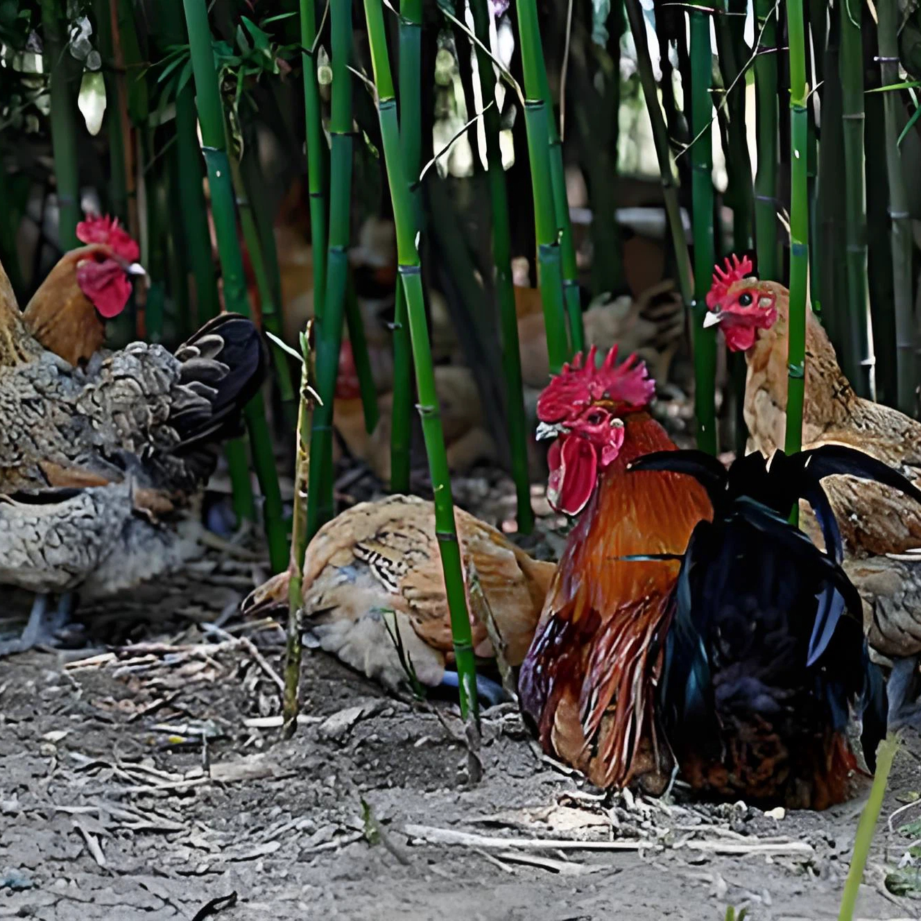 【老玉一物一拍】正宗农村散养芦花鸡肉 高山溜达跑山鸡肉