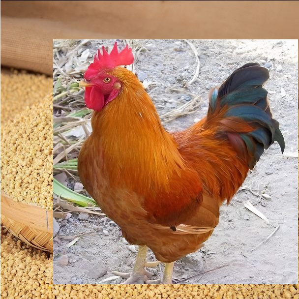 【九斤红】营养均衡适应性强饲料好喂养