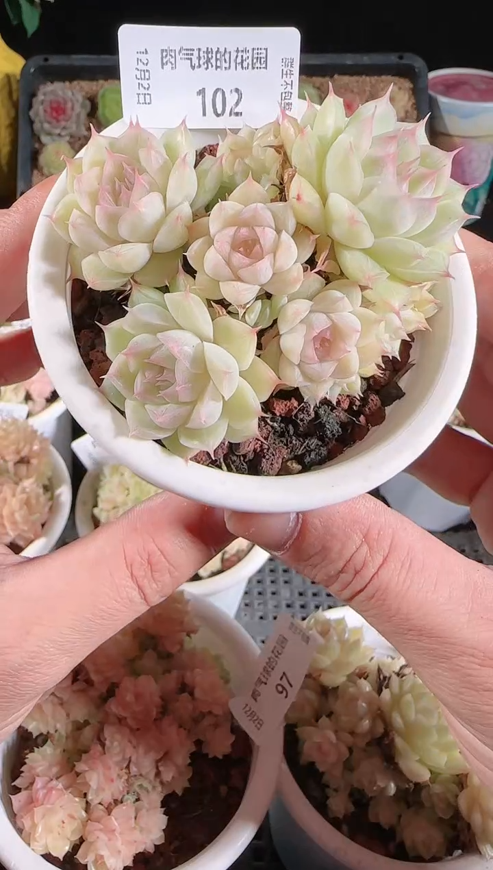 1202-102多肉群生不包整