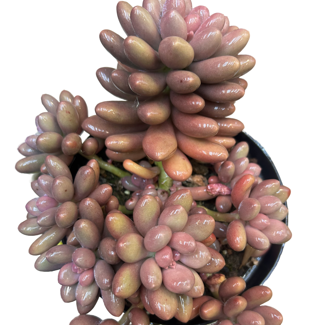 （雪梨滋）整装老桩飘枝盆栽盆景多肉