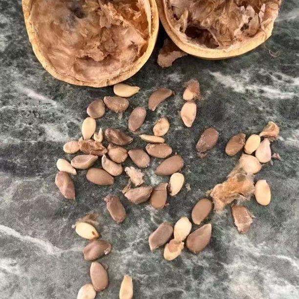 葫芦是葫芦还是福禄的葫芦