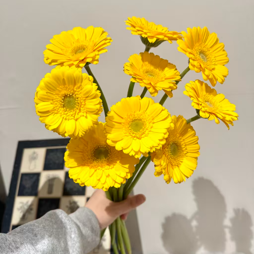 【pp加洛特非洲菊10支】