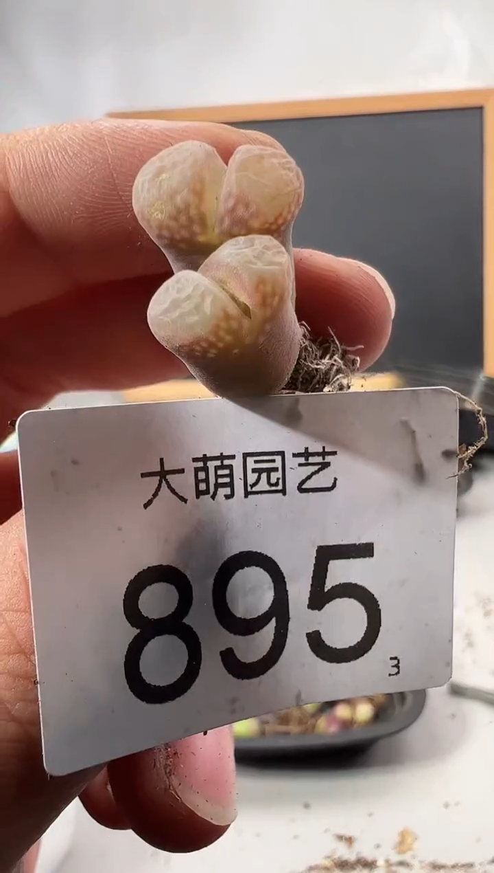 【闪购商品】+++++895