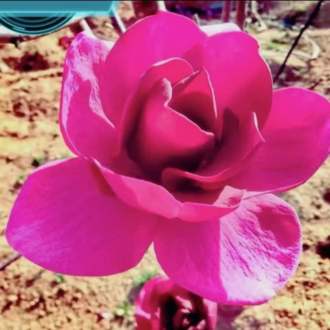 井岗花卉新品种玉兰花一物一拍三季开花盆栽地栽适合庭院种植