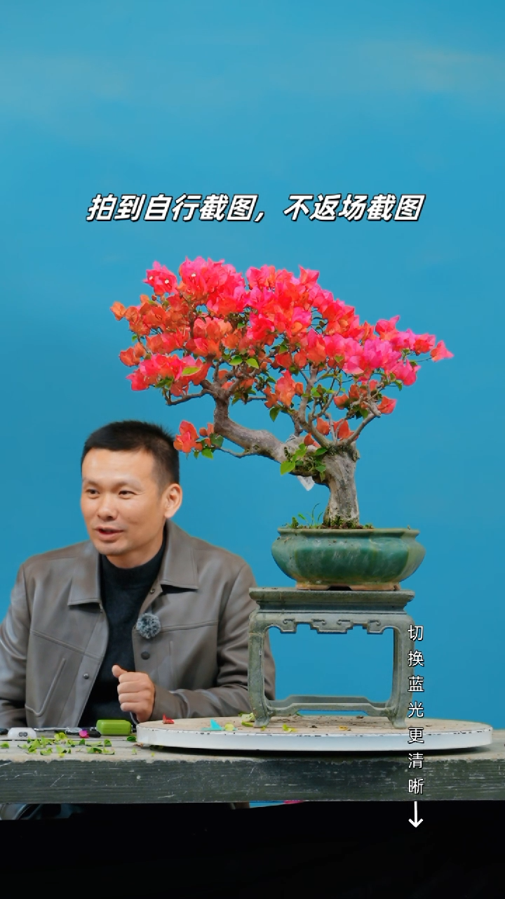 全部花朵火*三角梅老桩盆景