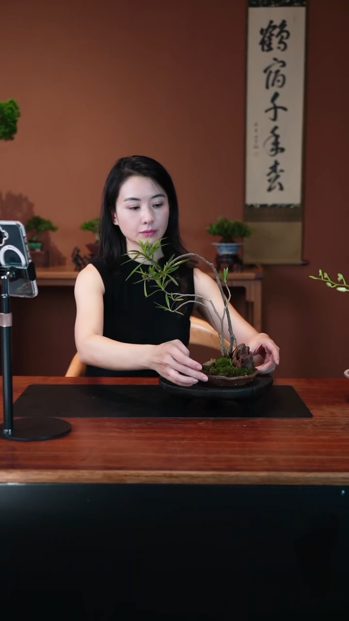 无花朵栀子花盆景盆景盆景