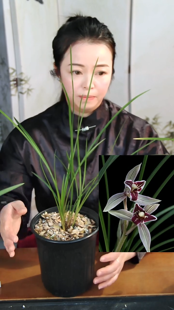 无花朵红满天直播间单拍