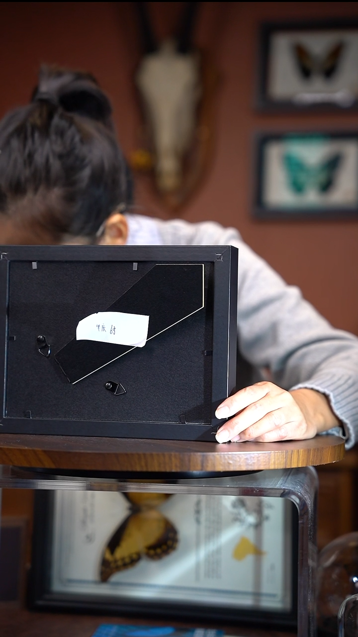 阿*华庆锦斑蛾子    6寸