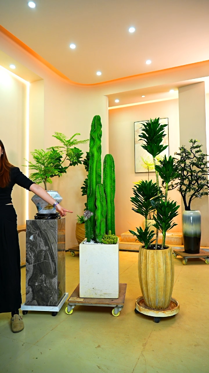 不开花植物西***?量天尺秘鲁苹果