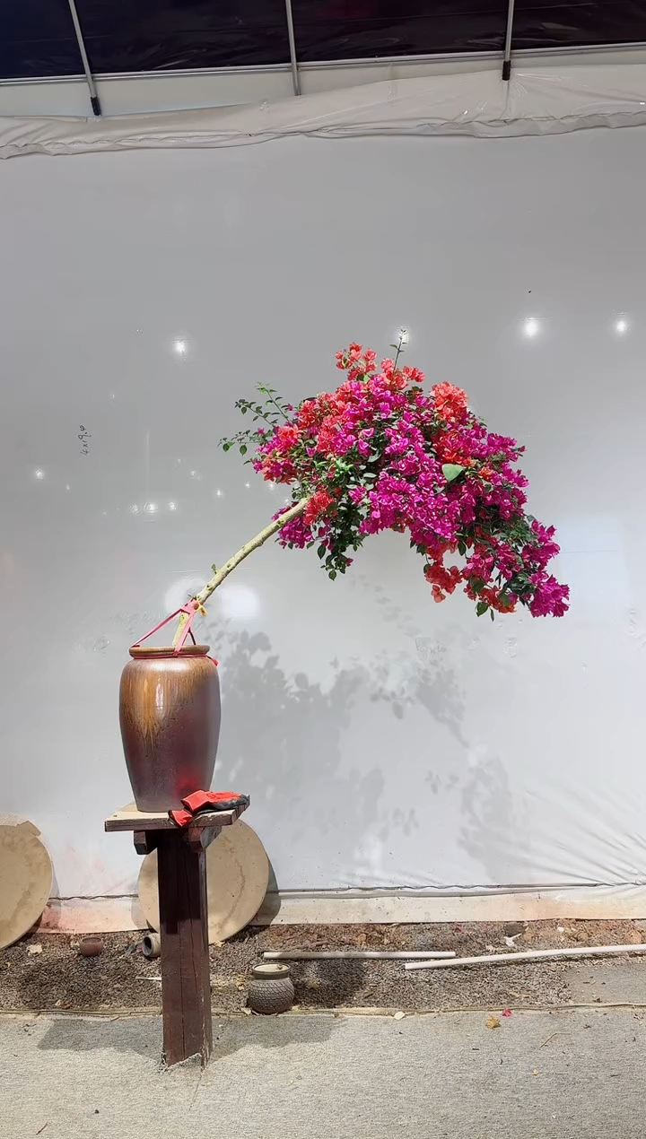 【闪购商品】盆景小叶紫