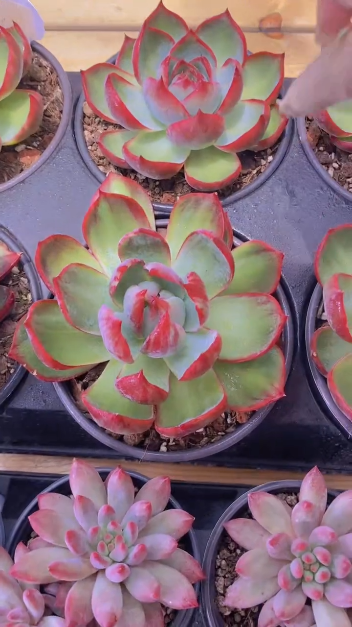 A381-A级母本惊鸿仙子脱土发（量拍）