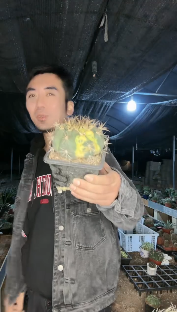 【闪购商品】天紫玉锦11111