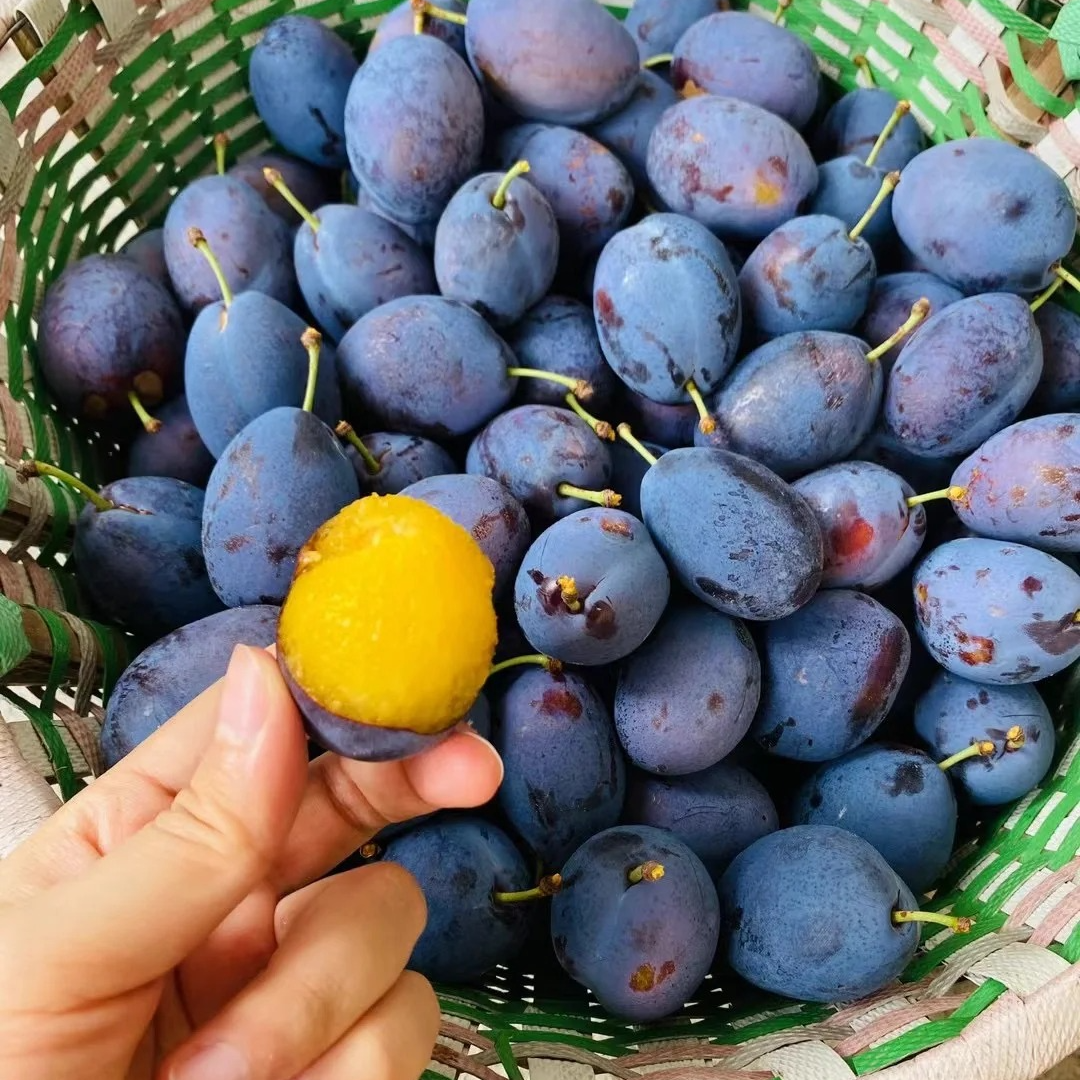 【XK顺丰次日达】A级大果正宗头茬西梅应季水果现摘现发新鲜多汁爆甜脆爽放软更甜