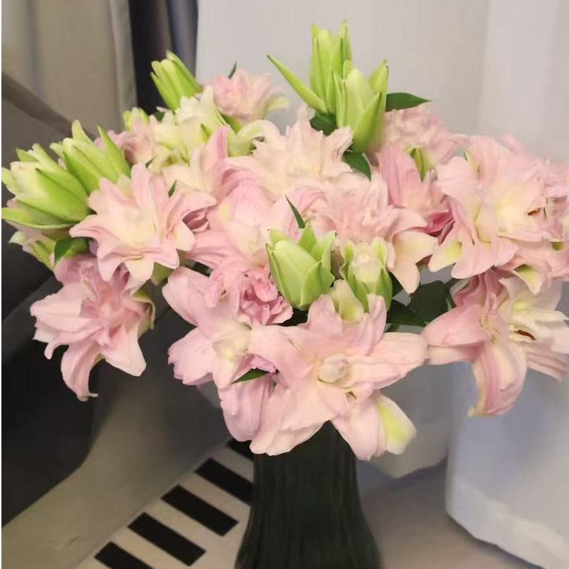 【出水粉莲】重瓣百合一单包邮云南鲜花昆明基地现采现发