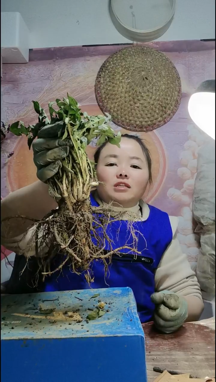 少量花朵（建议范围：2朵-5朵 或40%以下）走***@蒲公英