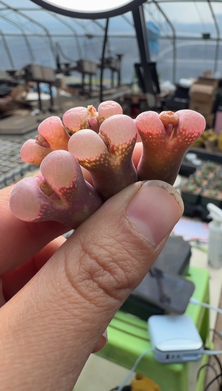 41多肉植物肉锥粉雾糖霜杂交风铃一颗