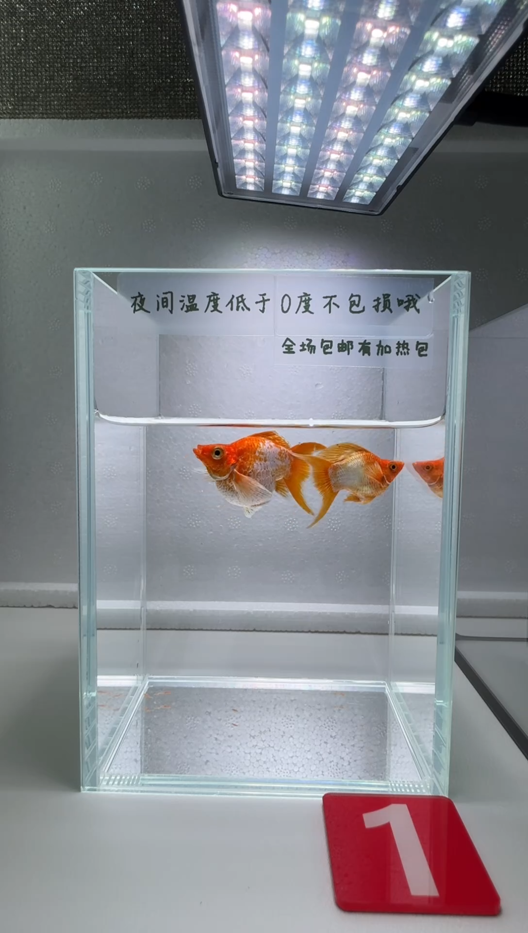 黑玛丽鱼001柠檬玛丽球