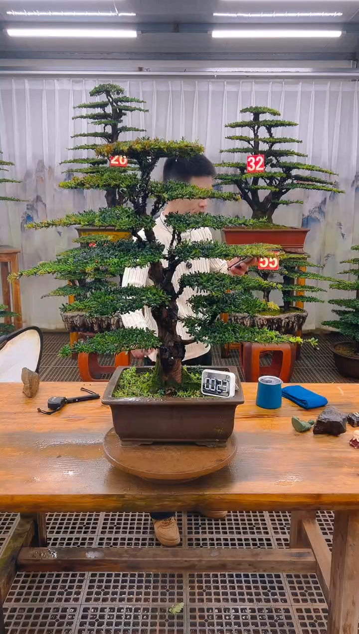 无花朵精品盆景直播间一物一拍