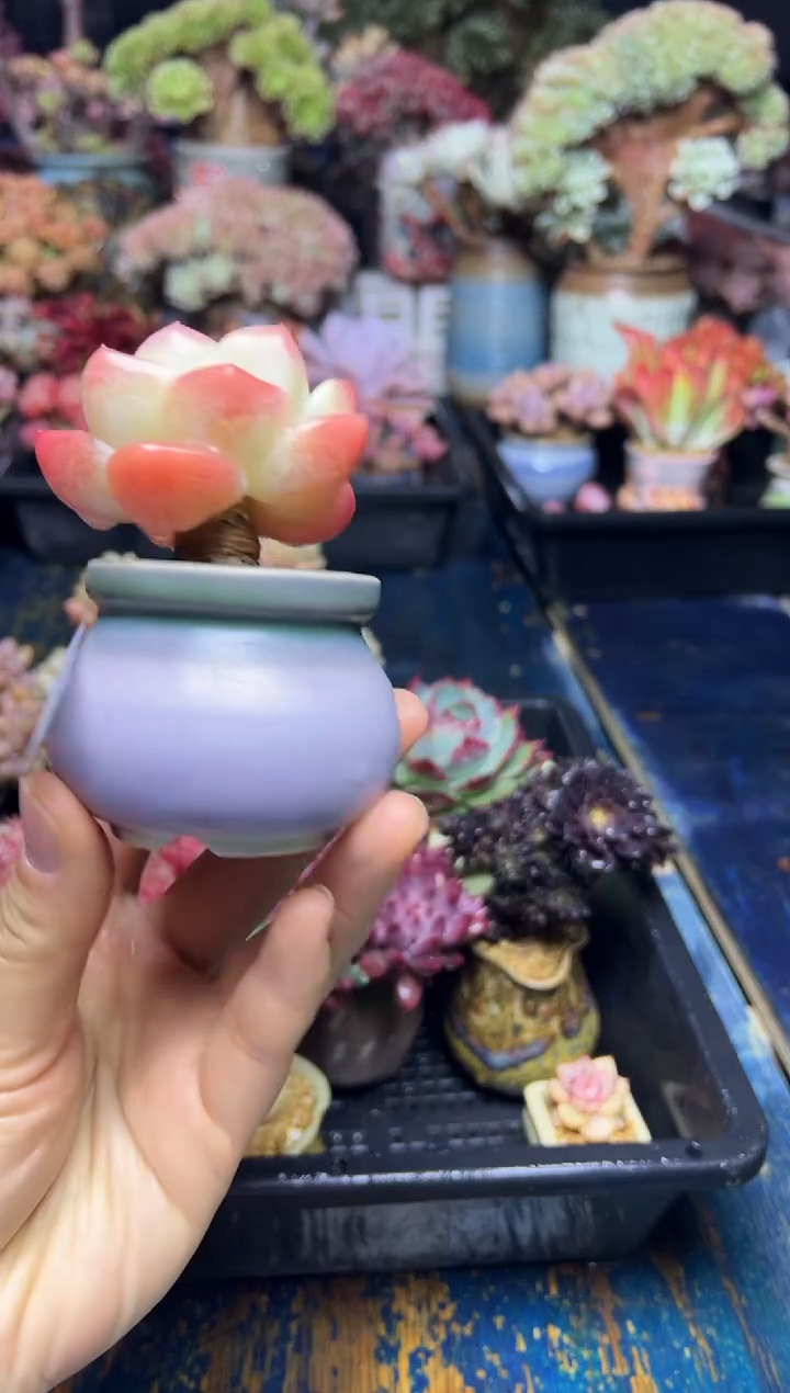 雾?15                 带盆