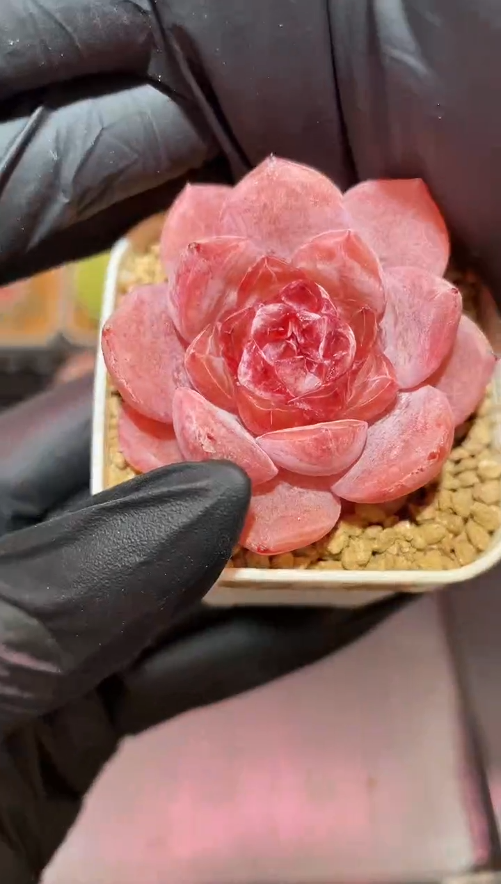 闪购889 人鱼姬多肉一颗  4厘米