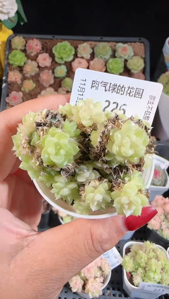 1113-226群生不包整