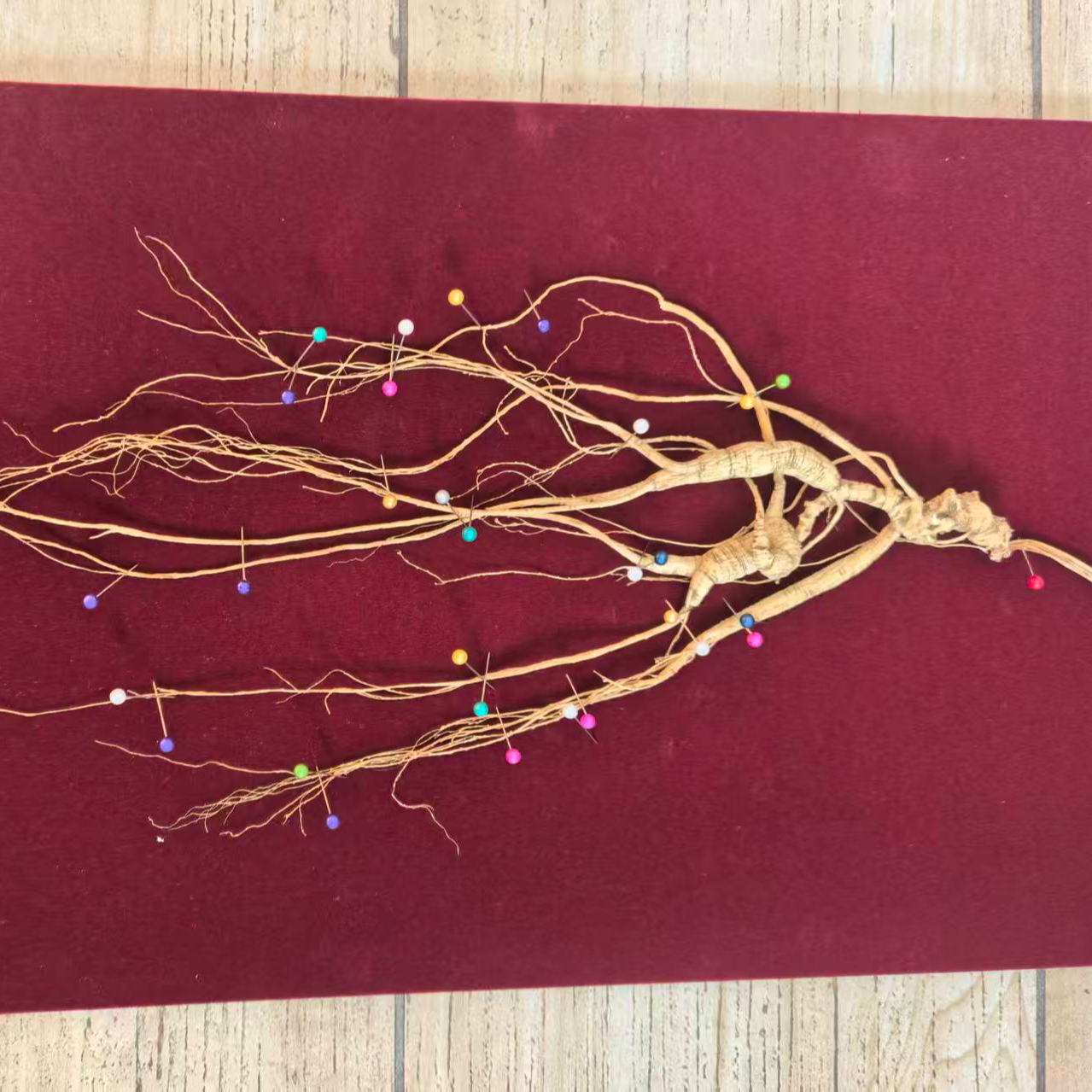 长白山林下参干人参单根适合走亲访友