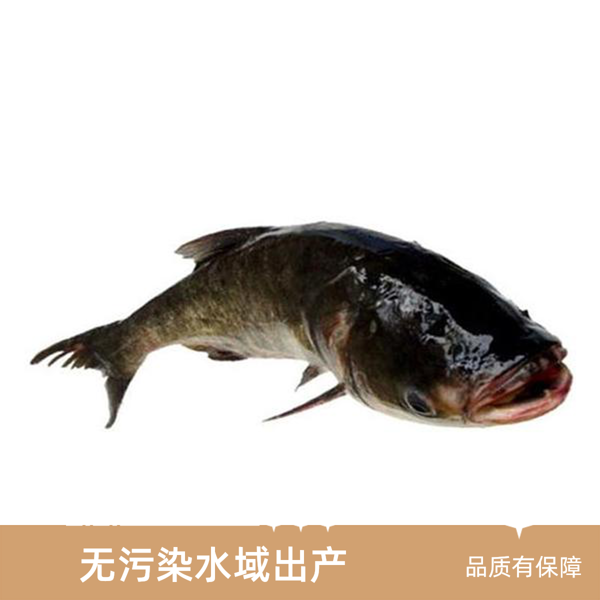 鲜活花鲢1000-1250g （默认宰杀）