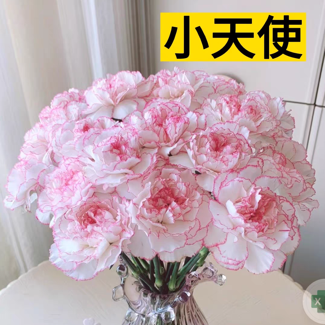 小云鲜花】小天使 20支  康乃馨单头母亲节鲜花 【4单包邮