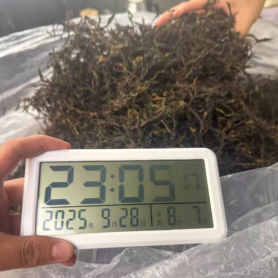 【1846号】老板娘2025年永德千老妖古树单株春茶普洱生茶100克9月28