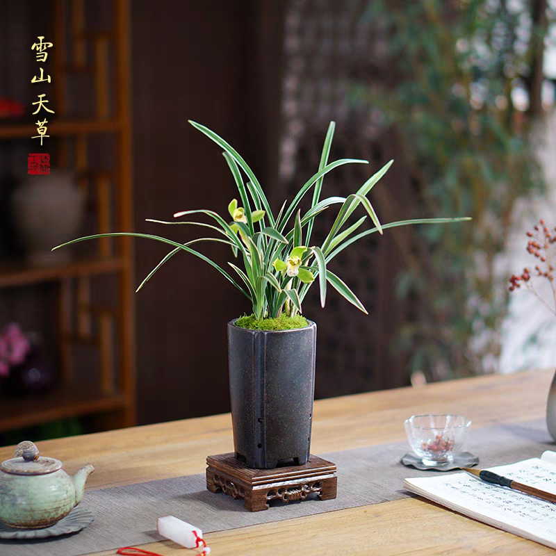 春兰铭品【雪山天草带花苞】正宗老种矮种苗浓香型兰苗室内好养易活