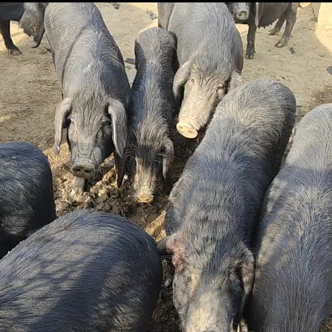 五谷杂草喂养黑猪土黑猪肉老淮猪顺丰冷链配送五花肉