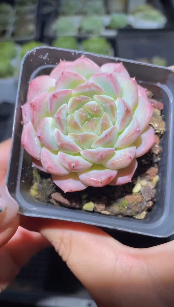 061美妮桃量拍随机发一颗
