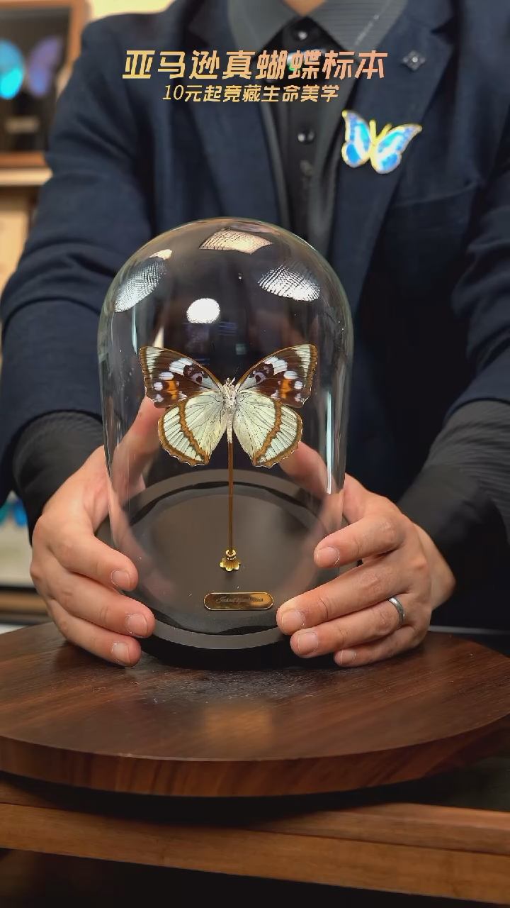 白斑迷蛱蝶中号玻璃罩