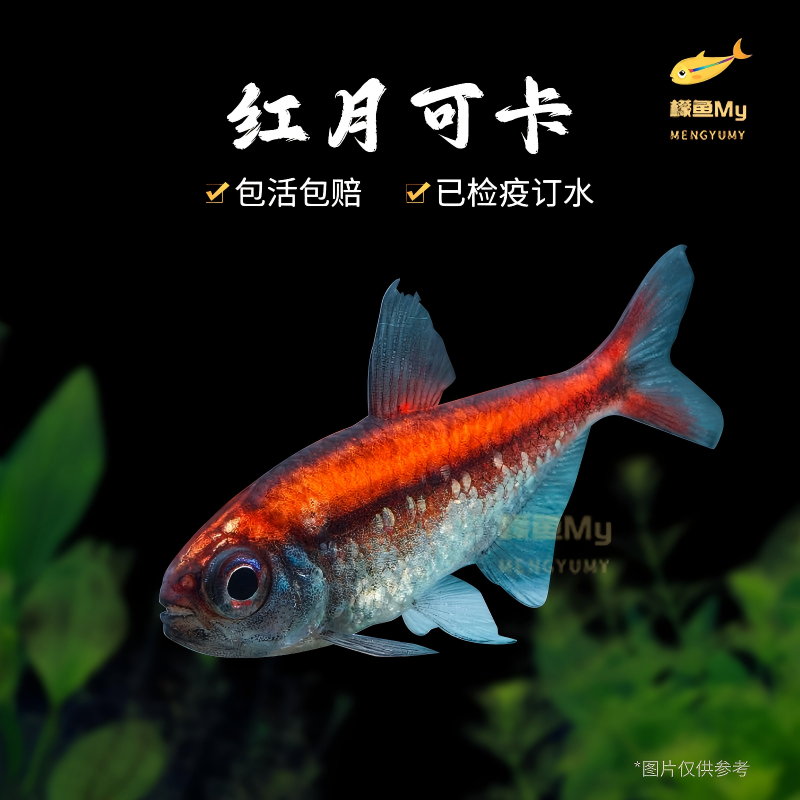 红月可卡灯鱼南美进口高端灯鱼稀有群游淡水草缸热带观赏鱼活体鱼