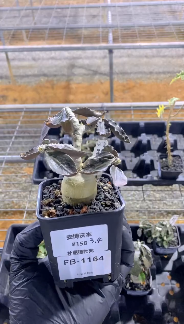 【闪购商品】安博沃本FB-1164