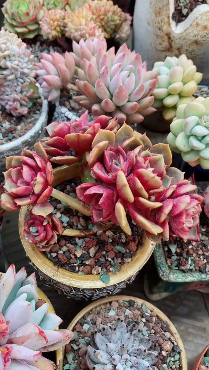 【闪购商品】21046