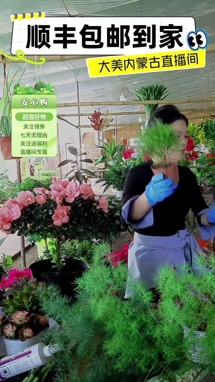 完全开放家有赤楠办事不能